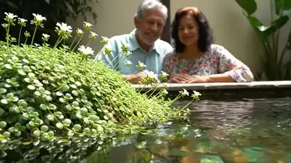 Creeping bacopa plant with tiny white flowers trembling at the edge of shallow water